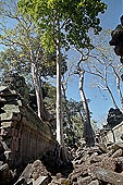 Ta Prohm temple - silk cotton trees rising over the ruins